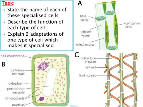 NEW SPEC GCSE - B8 - Photosynthesis - Lesson 2 - The rate of photosynthesis