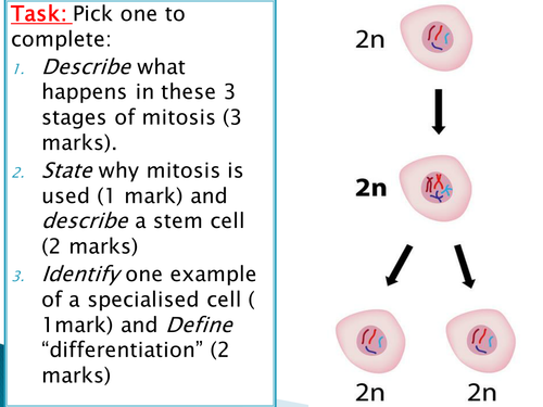 GCSE NEW SPEC - B8 - Photosynthesis - Testing a leaf for starch