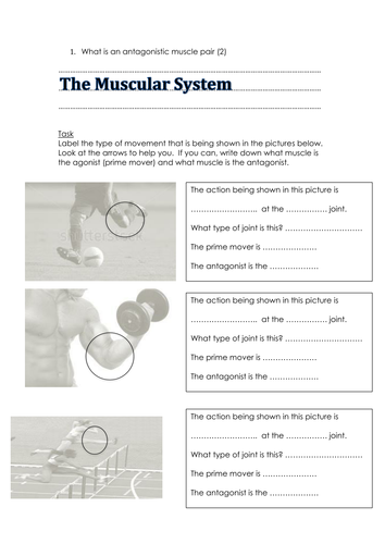 muscular-system-workbook-revision-teaching-resources