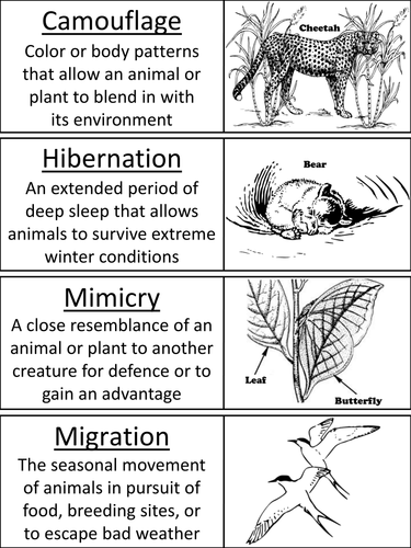 Plant and Animal Adaptations – Word Wall Vocabulary