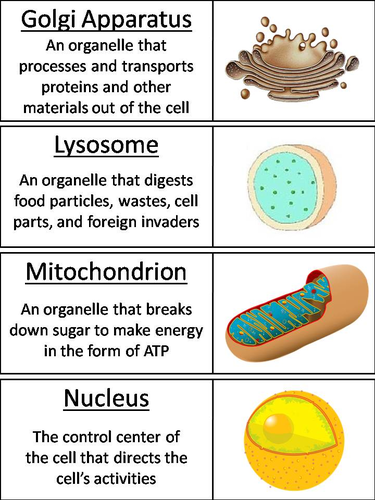 Cell Organelles Word Wall Cards | Teaching Resources