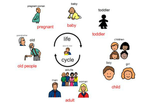 human life cycle printables