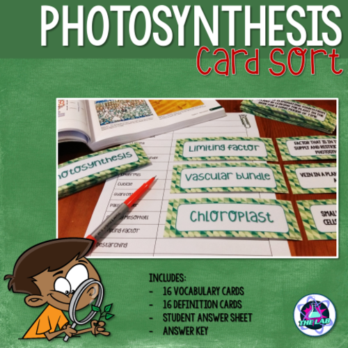 Photosynthesis Vocabulary Card Sort