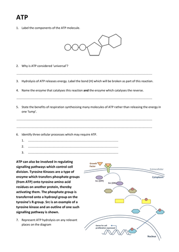 ATP A Level Worksheet, answers and presentation | Teaching Resources