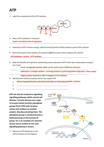 ATP A Level Worksheet, answers and presentation | Teaching Resources