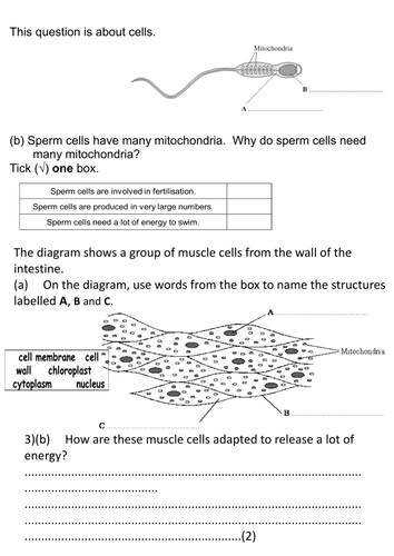 New AQA GCSE trilogy/biology- specialised cells | Teaching Resources
