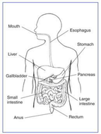 New AQA GCSE trilogy/biology- organisation- digestive system | Teaching ...