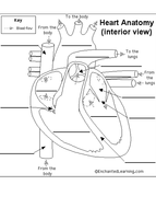 New AQA GCSE trilogy/biology- organisation- heart and blood | Teaching ...