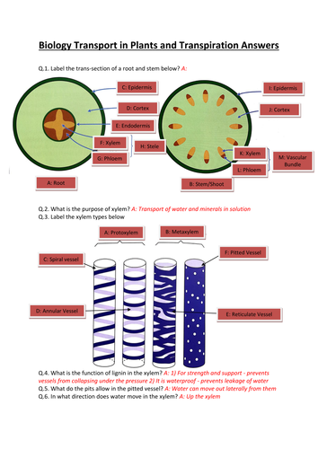 CCEA A-LEVEL BIOLOGY 2017 SPECIFICATION: AS 2: TRANSPORT IN PLANTS AND TRANSPIRATION REVISION