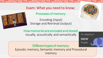 Different types of memory AQA GCSE psychology: Cognition & Behaviour ...