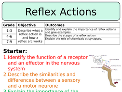 🎉 Reflex arc examples. Spinal Reflexes. 2019-02-13