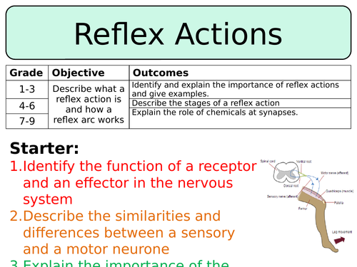 NEW AQA GCSE Trilogy (2016) Biology - Reflex Actions