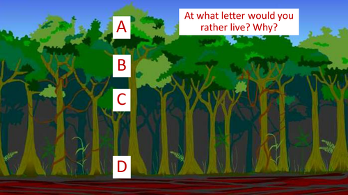 Rainforest layers | Teaching Resources