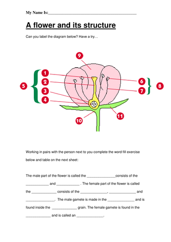 Plant reproduction - 11 work sheets (KS3)