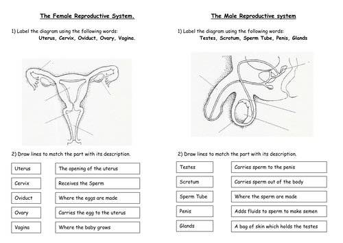 Sex Organs Male And Female Sex Organs Structure Key Words Etc 