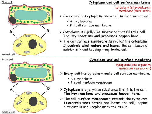 Plant Cells and Animal Cells Year 7 Lesson PowerPoint (KS3 7Ad) | Teaching  Resources
