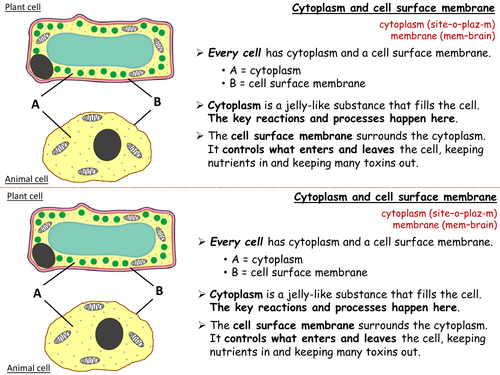 7Ad Plant and Animal Cells Info Cards