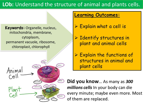 Animal and Plant Cells | Teaching Resources