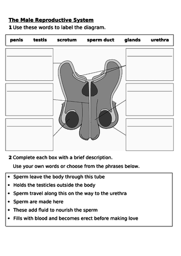 7bb Male And Female Reproductive Systems Worksheet Teaching Resources