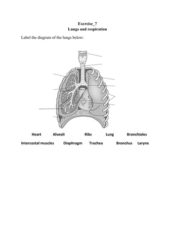 Respiratory system - Year 8, KS3 stage | Teaching Resources