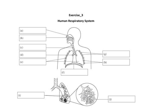 Human Respiratory System Diagram Not Labeled - Diagram Media