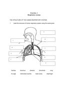 Respiratory system - Year 8, KS3 stage | Teaching Resources