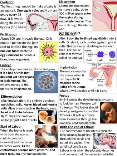 presentation pregnancy notes