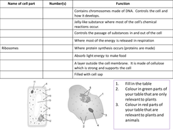 GCSE Biology Cell Structure: Two lessons comparing plant and animal ...