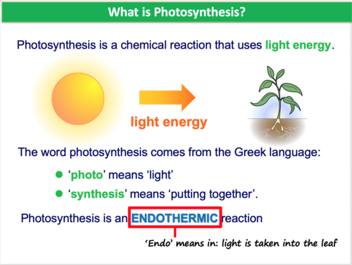 photosynthesis for kids powerpoint