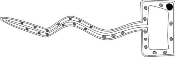 Specialised plant cell images by Violetvision Teaching