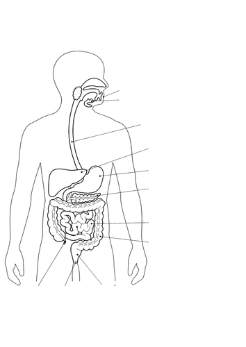 8Ad Digestive system for labelling