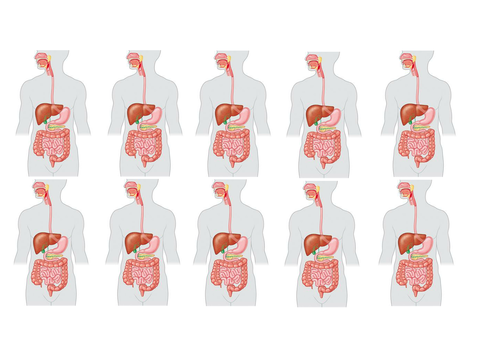 KS3 - Digestive system lesson and resources | Teaching Resources