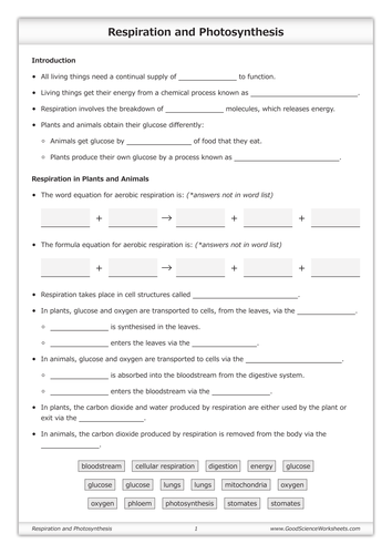 Respiration and Photosynthesis [Worksheet] | Teaching Resources