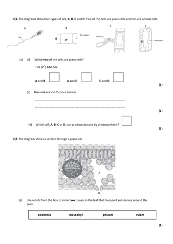 New GCSE 9-1 AQA Biology B8 Photosynthesis | Teaching Resources