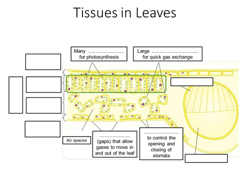 New GCSE 9-1 AQA Biology B8 Photosynthesis | Teaching Resources
