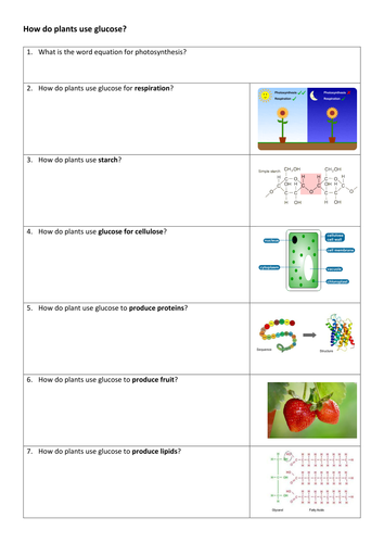New 9-1 GCSE AQA Biology B8 How Plants Use Glucose | Teaching Resources