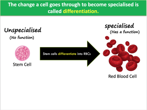 Specialisation in Animal Cells | Teaching Resources