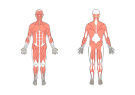 New Spec (2016) OCR GCSE PE Muscular System Scheme of work and ...