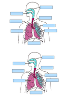 New Spec (2016) OCR GCSE PE Respiratory System Scheme of work and ...