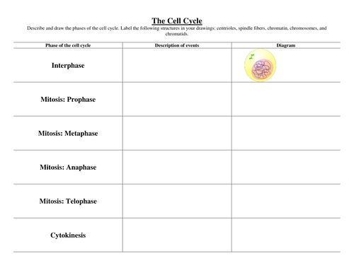 Cell Division: Mitosis Graphic Organizer Activity | Teaching Resources