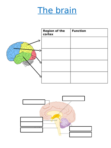 NEW AQA Biology GCSE (2016) The brain HT