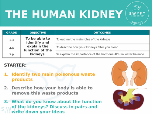 NEW AQA GCSE Biology (2016) - The human kidney HT