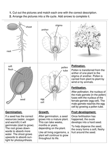 Plant Reproduction Year 8 Topic- 5 full lessons (KS3 8B) | Teaching ...