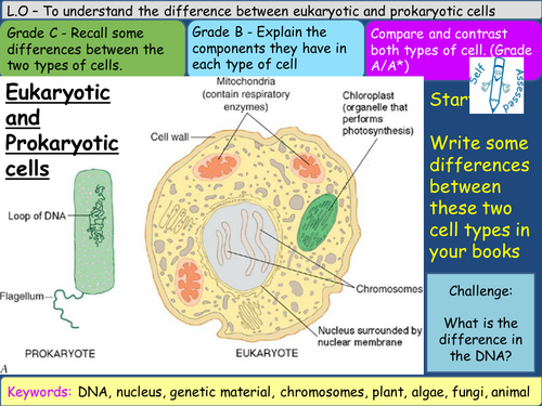 Eukaryotes and Prokaryotes | Teaching Resources