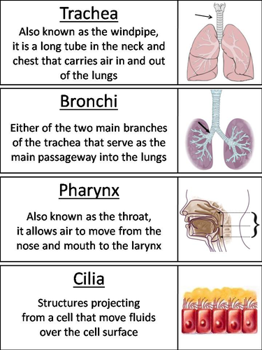 Respiratory System Word Wall Cards | Teaching Resources
