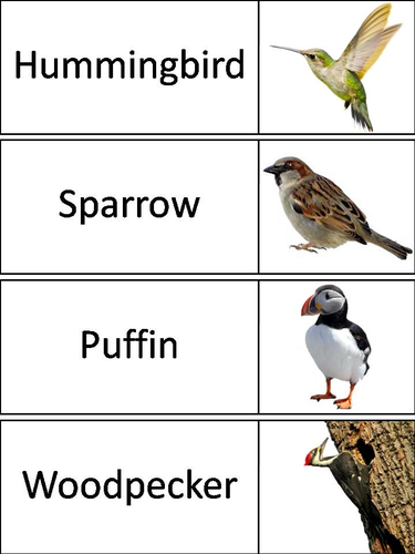 Types of Birds Word Wall Cards | Teaching Resources