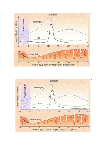 Lesson On Hormones And Human Sexual Development Aqa Gcse Teaching