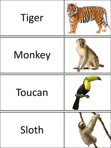 Jungle Animals Word Wall Cards | Teaching Resources