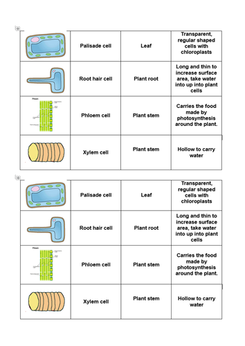 B1-specialisation of plant cells-card sort activity