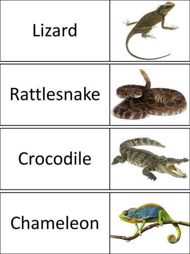 Reptiles Word Wall Cards | Teaching Resources